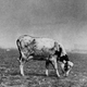 A cow looking for food in Kansas on July 8, 1936.